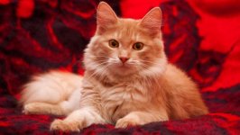 Desktop wallpaper. Cats. ID:104205