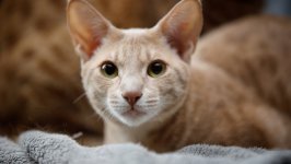 Desktop wallpaper. Cats. ID:136073