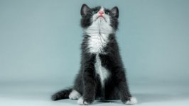 Desktop wallpaper. Cats. ID:105710