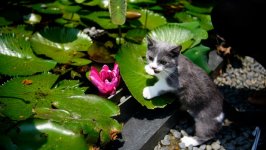 Desktop wallpaper. Cats. ID:136024