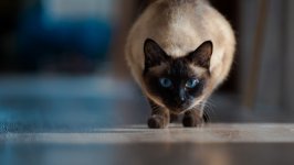 Desktop wallpaper. Cats. ID:106293