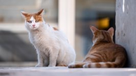 Desktop wallpaper. Cats. ID:135943