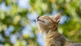 Desktop wallpaper. Cats. ID:135913
