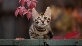 Desktop wallpaper. Cats. ID:135880