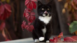 Desktop wallpaper. Cats. ID:135879
