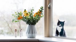 Desktop wallpaper. Cats. ID:107210