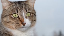 Desktop wallpaper. Cats. ID:135840