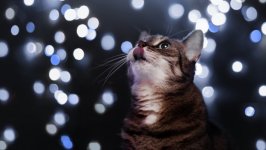 Desktop wallpaper. Cats. ID:135660