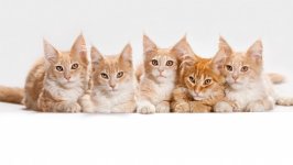 Desktop wallpaper. Cats. ID:135803