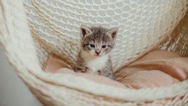 Desktop wallpaper. Cats. ID:135658