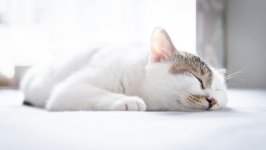 Desktop wallpaper. Cats. ID:135656