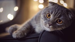 Desktop wallpaper. Cats. ID:135645
