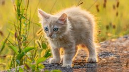 Desktop wallpaper. Cats. ID:110798