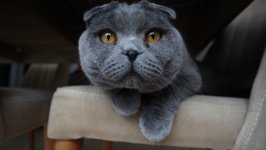 Desktop wallpaper. Cats. ID:110996
