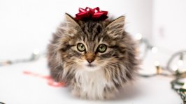 Desktop wallpaper. Cats. ID:135587
