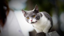Desktop wallpaper. Cats. ID:135583