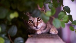 Desktop wallpaper. Cats. ID:135570