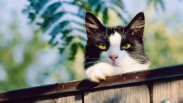 Desktop wallpaper. Cats. ID:135531