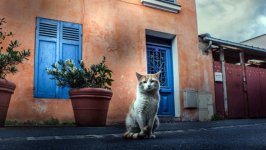 Desktop wallpaper. Cats. ID:131980