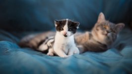 Desktop wallpaper. Cats. ID:135474