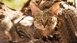 Desktop wallpaper. Cats. ID:134862