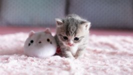 Desktop wallpaper. Cats. ID:131892