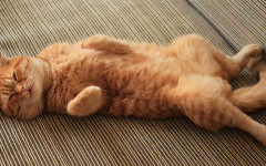 Desktop wallpaper. Cats. ID:115833