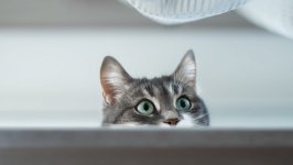 Desktop wallpaper. Cats. ID:116101