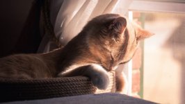 Desktop wallpaper. Cats. ID:116174