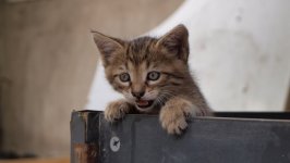 Desktop wallpaper. Cats. ID:134764
