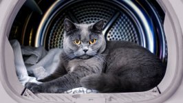 Desktop wallpaper. Cats. ID:116186