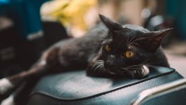 Desktop wallpaper. Cats. ID:116217