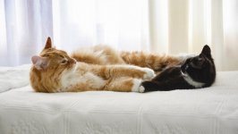 Desktop wallpaper. Cats. ID:116262