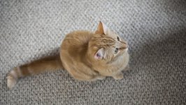 Desktop wallpaper. Cats. ID:116478