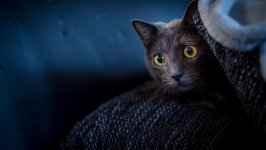 Desktop image. Cats. ID:116551