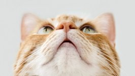 Desktop image. Cats. ID:134583