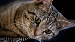 Desktop image. Cats. ID:134504
