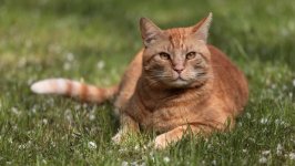 Desktop wallpaper. Cats. ID:134414