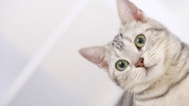 Desktop wallpaper. Cats. ID:118196