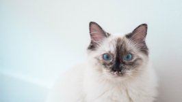 Desktop wallpaper. Cats. ID:118201