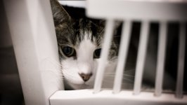 Desktop wallpaper. Cats. ID:118313