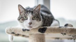 Desktop wallpaper. Cats. ID:118379