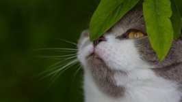 Desktop wallpaper. Cats. ID:118380