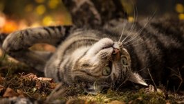 Desktop wallpaper. Cats. ID:118388