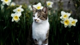 Desktop wallpaper. Cats. ID:118424