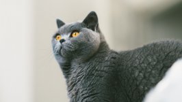 Desktop wallpaper. Cats. ID:118455