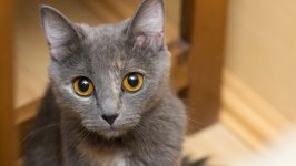 Desktop wallpaper. Cats. ID:118485