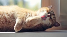 Desktop wallpaper. Cats. ID:118575