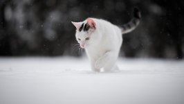 Desktop wallpaper. Cats. ID:118634