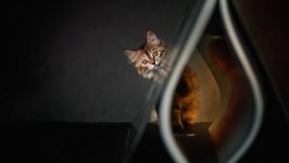 Desktop wallpaper. Cats. ID:118635
